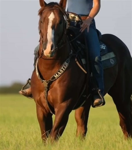 Stallion promo for Kelly Allen | kelly greys anatomy