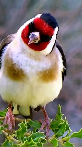 The goldfinch in the wild ❤️🐦🌿 #goldfinch #singing #hunting #longing #nature #jilguero #chardonnermajor #carduelis #freedom #toronto #birds #cage #breeding #Morocco #Algeria | Wild Bird Beauty