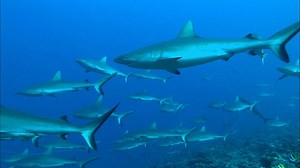 Grey Reef Sharks in Coral Reef Ecosystems | Britannica