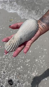 Massive Angel Wing! * * #angelwing #angel #wings #wing #shells #shell #swfl #texture #islandparadise #sunshine #floridalife #summerlove #summerfun Video taken by Team Member Captain Ryan | Reel Kind Fishing and Tours