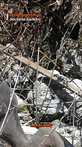A heron swallowed a baby alligator whole before escaping from its mum’s revenge attack. #florida #alligator #heron #wildlife #wildlifephotography | Wild Sightings