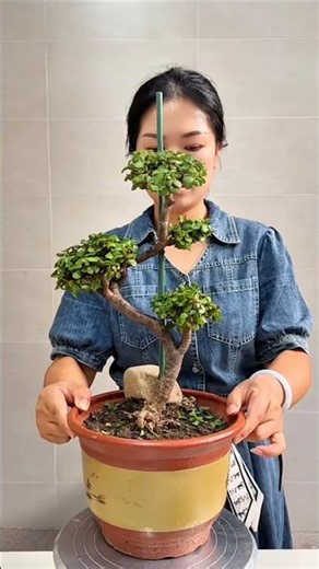 Tutorial on shaping S-curves of Jade Plants #bonsai #plantingtips #lovelifeloveflowers #bonsai