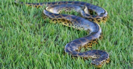 The Largest Anaconda on Record Reached Astonishing Lengths