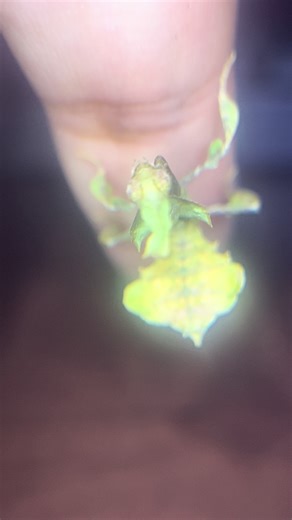 Meet Sable the only ghost mantis I ever named after a color… just for her to turn green 😭🤣 Ghost mantis (Phyllocrania paradoxa) are known to shift coloration during later instar molts. They usually start out darker and may remain dark or transition into lighter yellow or green tones as they mature. Color is primarily genetic the parents determine the range of colors a mantis can express. Environmental factors like lighting, humidity, and surroundings can influence or enhance those tones, but t