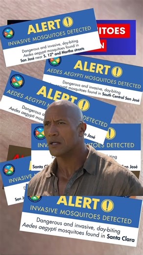 Santa Clara County Mosquito and Vector Control District on Instagram: "Even with all these new dangerous and invasive, day-biting Aedes aegypti mosquito detection areas, you can help control the spread! - Dump out containers filled with water once a week and clean by scrubbing them with hot, soapy water or a diluted bleach solution to destroy mosquito eggs. For instructions, visit the link in our bio - Report mosquito bites that happen during the day immediately: (408) 918-4770 or vectorinfo@cep