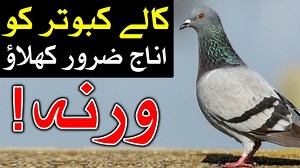 576K views · 10K reactions | Kabootar Ko Anaj Zaroor Khelaya Karo |...