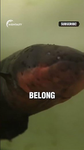 Meet the Electric Eel: Can You Handle a 600-Volt Shock?