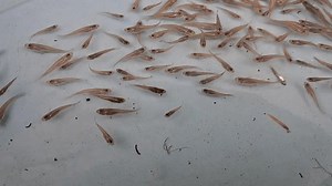 poissons petites sauvages. guppy sauvage : vidéo de stock (100 % libre de droit) 3694257683 | Shutterstock