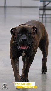 22K views · 385 reactions |  This Brindle Boerboel proudly struts in...