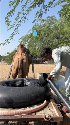 في الصحراء ما زالت القِرَبُ القديمة تُعلَّق على ظهر الجمل لجلب الماء