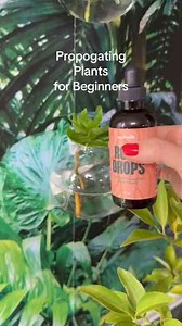 Beginner plant propagation tips every plant lover should know