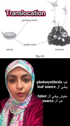 Understanding Translocation in Plants