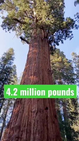 HOW big is the BIGGEST tree in the WORLD?! 🤯