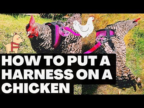 How To Put A Harness On A Chicken