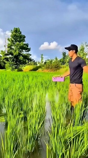 396K views · 4.5K reactions | Double Crop Benefits with Azolla Farming 狀狀狀狀狀 . #love #fbreels #facts #tips #lifehacks #reels #funny #viral #trending #farming #China | HR Mahto | Facebook