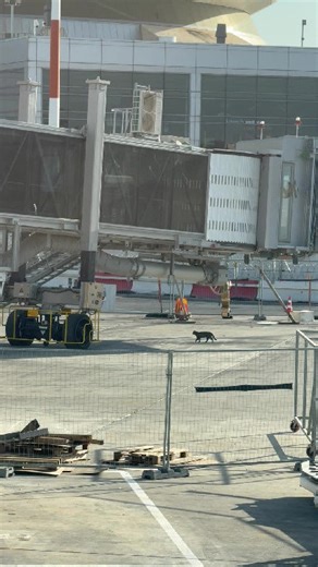 Cat confidently strolls through restricted airport apron