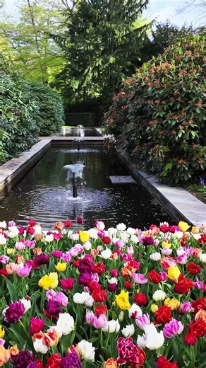 Keukenhof Tulips in Full Bloom 🌷