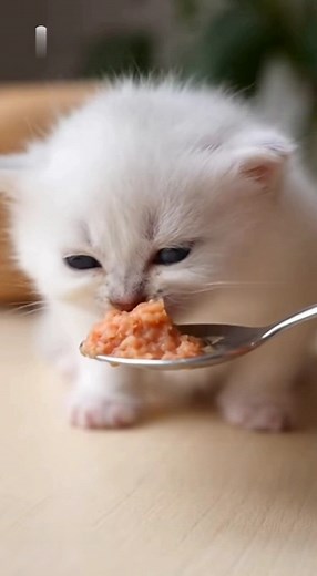 Turn your day around with the sweetest purring sounds ever! This cozy cat ASMR video is full of warmth, calm, and happiness. Perfect for studying, relaxing, or drifting off to sleep.   Use headphones for the best experience! #CatASMR #RelaxingSounds #SleepVibes | Adopt together | Facebook