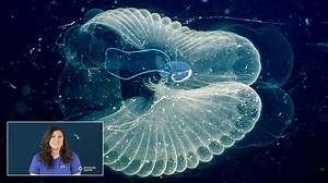 Dive into the Deep | Video lesson | Monterey Bay Aquarium