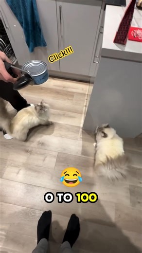 The can opener is their activation code! 💀🐱