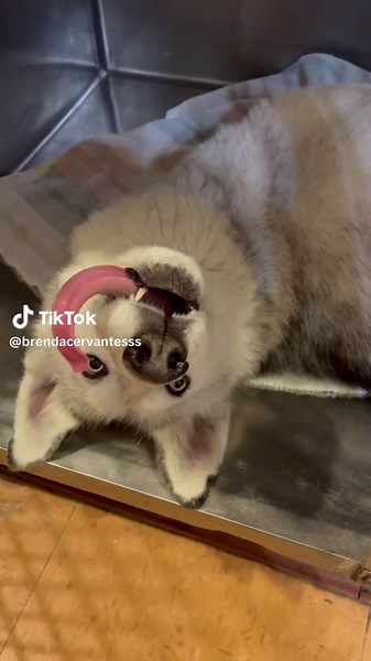 Normal days at work #DraftPicks #vetlife #vettech #vettechlife #vettechhumor #fyp #MAKEYOURMOVE