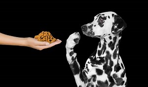 10 Dog Food Brands With Most Recalls Ever