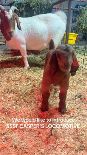 24 hour update: Reciep mom and son are thriving! We named him 3SSF CAPSERS LOCOMOTIVE 🚂 (2CCB OUTCASTS CASPER X 2CCB JOHNNYS BLACK ON WHITE) #goat #baby #boergoat #farm #fyp