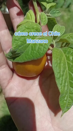 Crecimiento del Chile Manzano: Paso a Paso