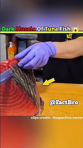 Amazing Tuna Cutting 😱||#facts #shorts #factholic #shortvideo