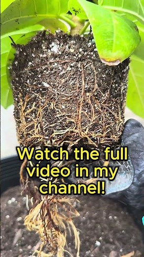 Plant Anatomy: Exploring the Ficus Root System