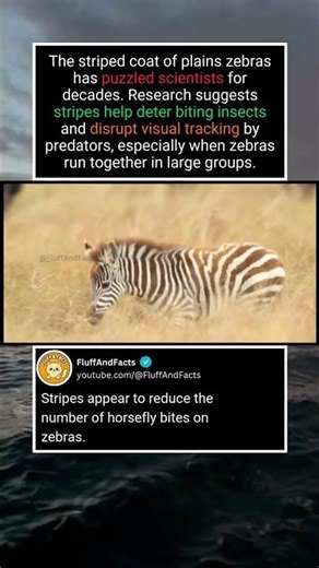 Why Zebras Have Stripes