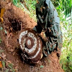 Massive Wasps Nest , Extremely Powerful Terror Nests | Bee'S