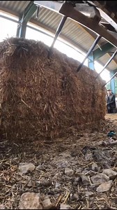 Still one of our best videos ever loads & loads of rats came bolting out! #fypシ゚ #hunting #pestcontrol #farmlife #workingdog #farming | Yorkshire Rat Pack