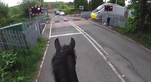 How would your horse have reacted to this!?😳 #equestrian #horsesoftiktok #foryou #equestriantiktok #pony #pov #equine