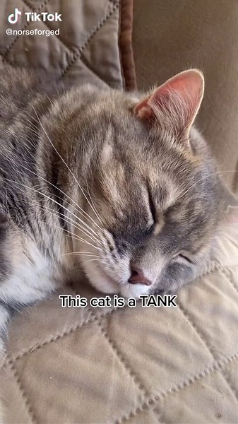 Chunky Cat Compilation - Funny and Adorable Thicc Cats