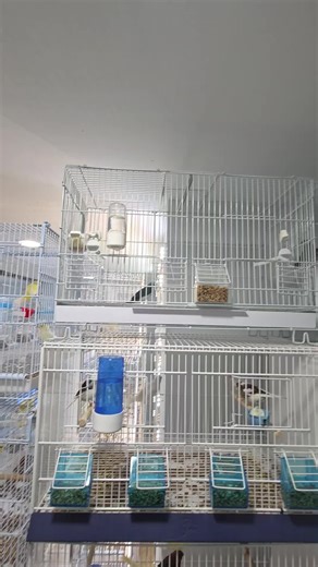 Canary Breeders in the USA: Tips and Insights