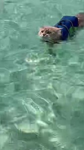 38K views · 6.8K reactions | Throwback Thursday  whenever I go swimming in saltwater my pawrents rinse me off with freshwater. Then I have to get my hair looking luxurious again  | Fisher The Maine Coon | Facebook