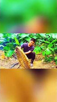 amazing big mount tree jangal house 🏠 #jangal part 2