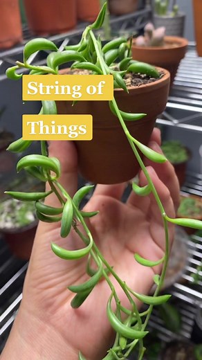 Propagating Succulents: A Guide to String of Pearls, Bananas, Dolphins, Tears, and Turtles