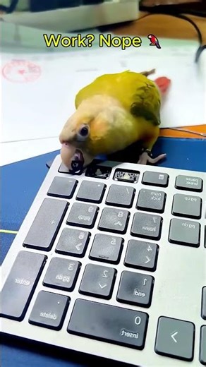 Pets Interrupting Work 💻🐾 Too Funny To Miss! #Shorts