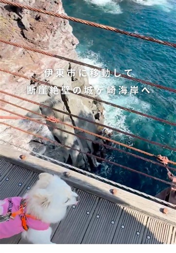 先回の伊豆旅行の続きです✨ 定番の城ヶ崎海岸に大室山に行ってきましたよ✨ 商品は「アニマルチップス」のYahoo!ショップからご購入いただけます！ 👇ぜひチェックしてください https://store.shopping.yahoo.co.jp/animalchips/tmg.html よろしければ、インスタフォローお願いします🙇‍♀️ @tamagographix #犬のいる暮らし #犬のいる生活 #犬好きな人と繋がりたい #犬服 #ドッグウェア