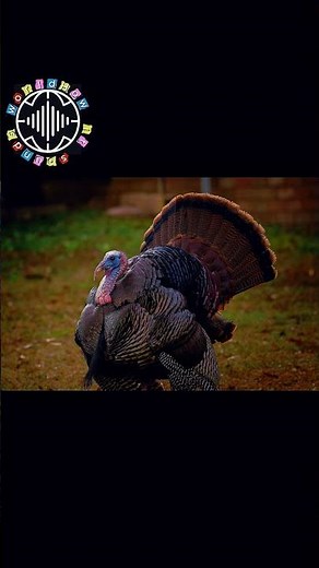 What does a Turkey sound like? | Real turkey gobbling sound