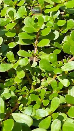 ☘️ Got rid of purslane without herbicides! A proven way! ☘️ #weeds #purslane #weed
