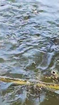 fish feeding / fish farming /fish bussinus / #fish #fishing #villagepond #villagelife #yt #ytshorts