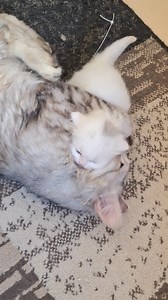 946K views · 28K reactions | time to get out from the box آن الآوان لولاد شيري يخرجوا للدنيآ #cute #kitten #funnyvideos | Pets Finder Egypt | Facebook