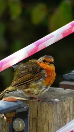 Robin pictures using the nikon d3300 and sigma 70-300mm #fyp #photography #wildlifephotography