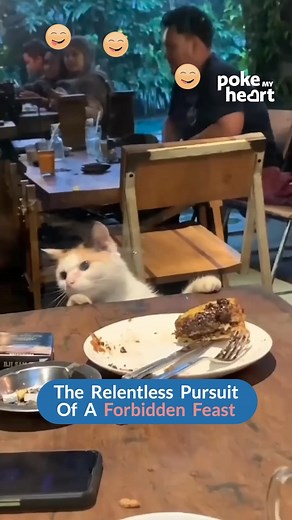 Fine dining, feline style #hilarious #cats | Poke My Heart