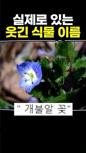 실제로 있는 웃긴 식물 이름