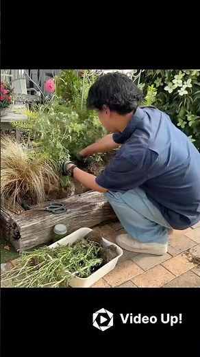 パンジービオラの花壇！やっと植え替える。#shorts #ガーデニング #園芸 #花壇 #パンジー #ビオラ #庭作業 #フローラ黒田園芸 #黒田園芸 #黒田健太郎