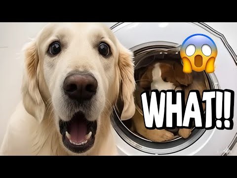 WHEN DOGS ARE TOO FUNNY 🤣 – HAPPY DOG COMPILATION | TRY NOT TO LAUGH #2